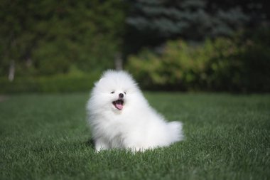 Yeşil çim üzerinde küçük güzel komik beyaz köpek Alman spitz köpek yavrusu çalış çalışır ve oturur