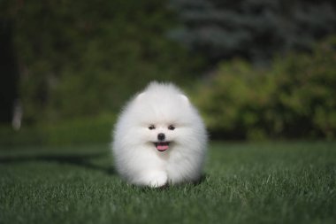 Yeşil çim üzerinde küçük güzel komik beyaz köpek Alman spitz köpek yavrusu çalış çalışır ve oturur