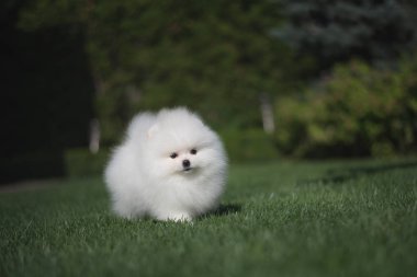 Yeşil çim üzerinde küçük güzel komik beyaz köpek Alman spitz köpek yavrusu çalış çalışır ve oturur