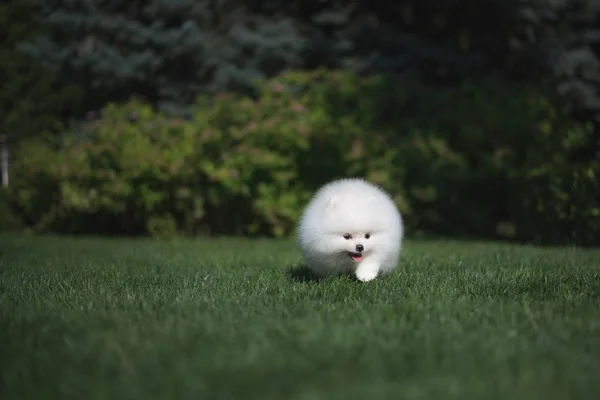 Yeşil çim üzerinde küçük güzel komik beyaz köpek Alman spitz köpek yavrusu çalış çalışır ve oturur — Stok fotoğraf