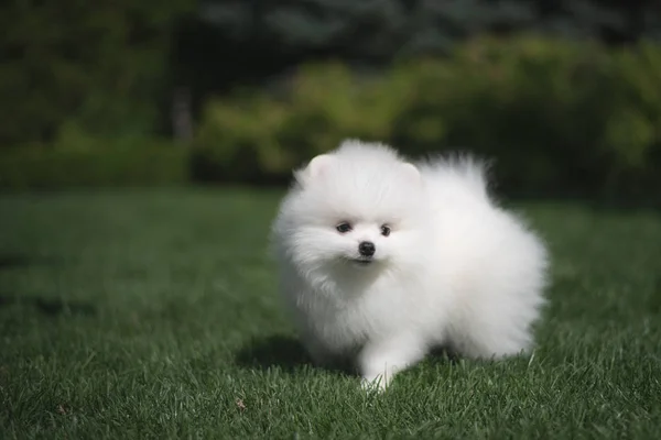 Yeşil çim üzerinde küçük güzel komik beyaz köpek Alman spitz köpek yavrusu çalış çalışır ve oturur — Stok fotoğraf