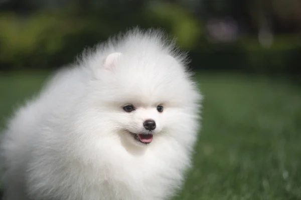 Kleiner lustiger weißer Hund deutscher Spitz Welpe auf grünem Gras läuft, spielt und sitzt — Stockfoto