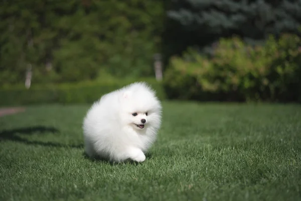 Pequeño hermoso divertido blanco perro alemán spitz cachorro en verde hierba corre juega y se sienta —  Fotos de Stock