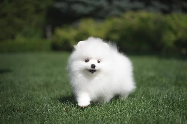 Маленькая красивая веселая белая собака немецкий шпиц щенок на зеленой траве бегает играет и сидит — стоковое фото