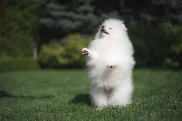 Yeşil çim üzerinde küçük güzel komik beyaz köpek Alman spitz köpek yavrusu çalış çalışır ve oturur — Stok fotoğraf