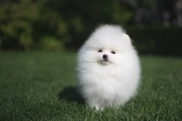 Little beautiful funny white dog German spitz puppy on green grass runs plays and sits — Stock Photo, Image