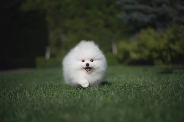 Liten vacker rolig vit hund tyska Spitz valp på grönt gräs kör spelar och sitter — Stockfoto