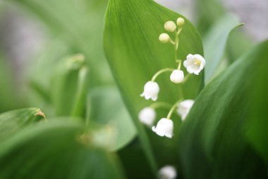 Yeşil yaprakları ile vadinin makro beyaz zambaklar