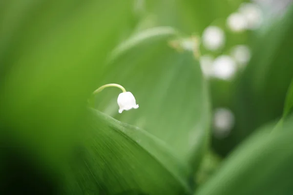 Макро белые лилии долины с зелеными листьями — стоковое фото