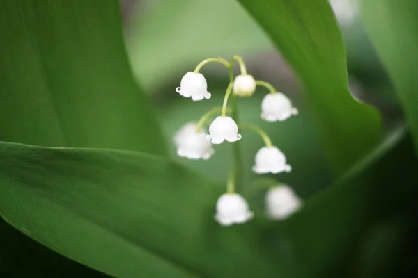 Macro vita liljor i dalen med gröna blad — Stockfoto