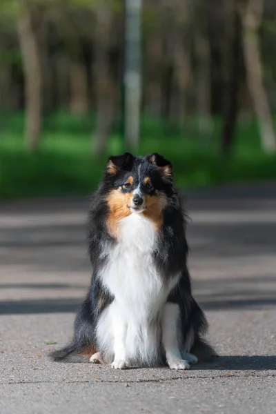 Güzel Sheltie İskoç Çoban Köpeği yürür ve parkta köpek eğitim stunts gerçekleştirir — Stok fotoğraf