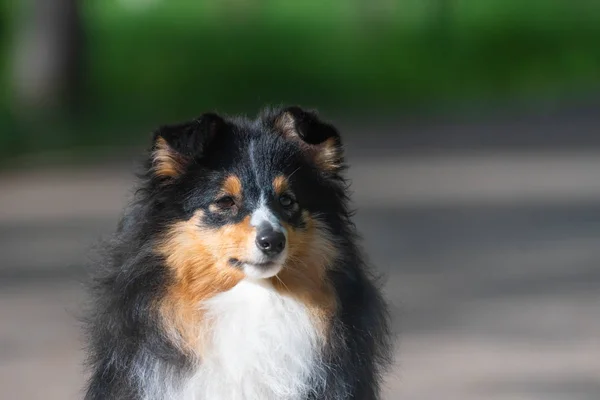 Schöner Sheltie Schottischer Schäferhund geht spazieren und führt Hundetraining Stunts im Park durch — Stockfoto