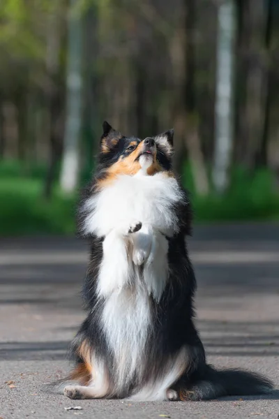 Mooie Sheltie Schotse herdershond wandelingen en voert hond training stunts in het Park — Stockfoto