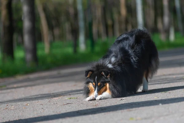 Шотландская овчарка Sheltie прогуливается и выполняет трюки дрессировки собак в парке — стоковое фото