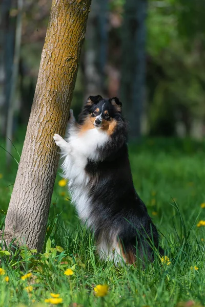 Hermosa Sheltie perro pastor escocés en un parque con un árbol y flores de diente de león —  Fotos de Stock