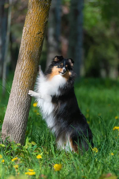 Vacker Sheltie Scottish Sheepdog i en park med ett träd och maskros blommor — Stockfoto