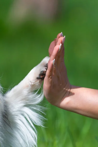 White paw of a dog and the hand of a man on a green background. Symbol of friendship, support and team.