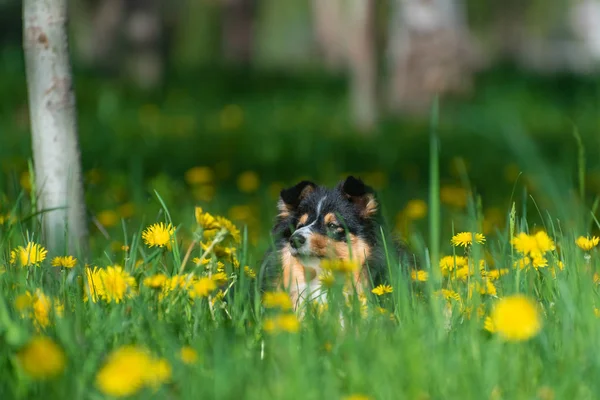 Hermosa Sheltie perro pastor escocés en un parque con un árbol y flores de diente de león —  Fotos de Stock