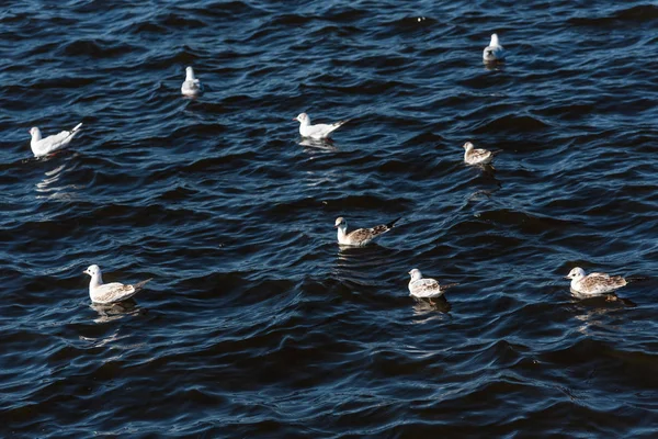 Gaviotas nadando en el hermoso mar azul con olas —  Fotos de Stock