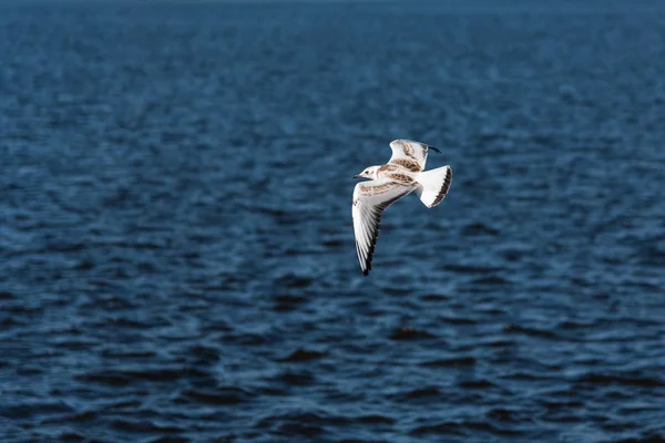 Las gaviotas vuelan en el hermoso cielo azul y el mar —  Fotos de Stock