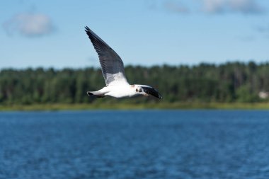 Martılar güzel mavi gökyüzünde ve denizde uçarlar.