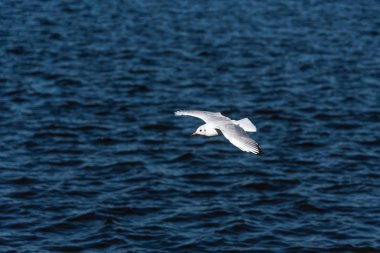 Martılar güzel mavi gökyüzünde ve denizde uçarlar.