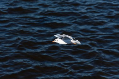 Martılar güzel mavi gökyüzünde ve denizde uçarlar.