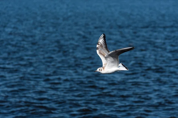 Las gaviotas vuelan en el hermoso cielo azul y el mar —  Fotos de Stock