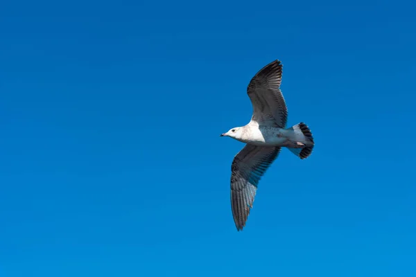 Las gaviotas vuelan en el hermoso cielo azul —  Fotos de Stock