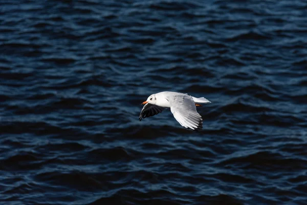 Las gaviotas vuelan en el hermoso cielo azul y el mar —  Fotos de Stock