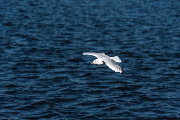 Las gaviotas vuelan en el hermoso cielo azul y el mar —  Fotos de Stock