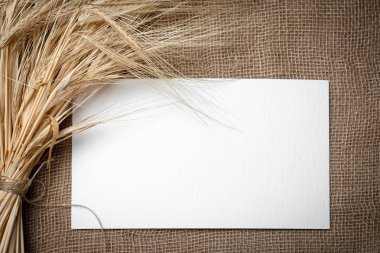 Burlap üzerinde buğday sarı kuru sivri ve metin için beyaz alan. Natürmort yakın çekim. Üstte görüntü.