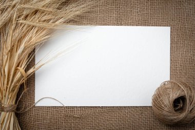 Burlap üzerinde buğday sarı kuru sivri ve metin için beyaz alan. Natürmort yakın çekim. Üstte görüntü.
