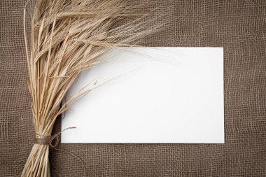 Burlap üzerinde buğday sarı kuru sivri ve metin için beyaz alan. Natürmort yakın çekim. Üstte görüntü.