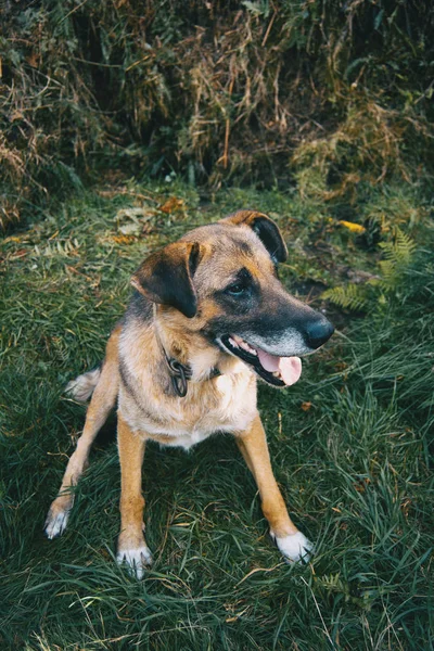 Chien Non Race Assis Sur Herbe Verte — Photo