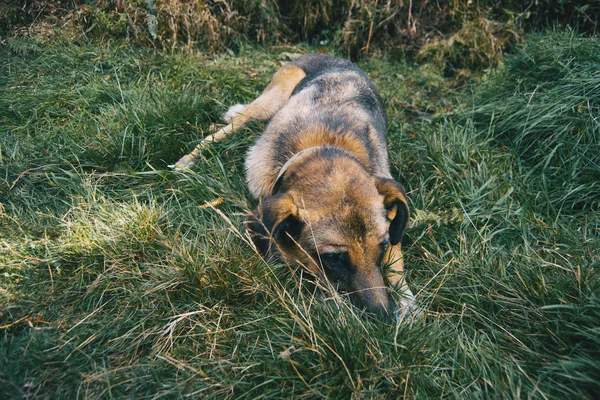 Chien Non Race Est Couché Sur Herbe Verte — Photo