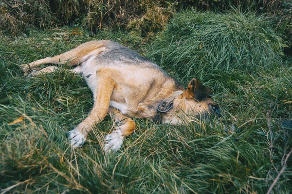 Chien Non Race Est Couché Sur Herbe Verte — Photo