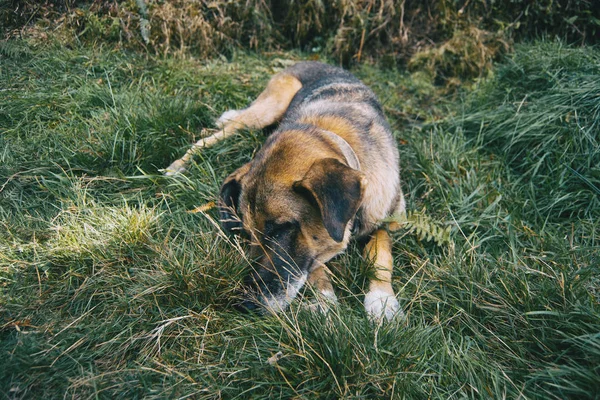 Niet Ras Hond Ligt Groen Gras — Stockfoto