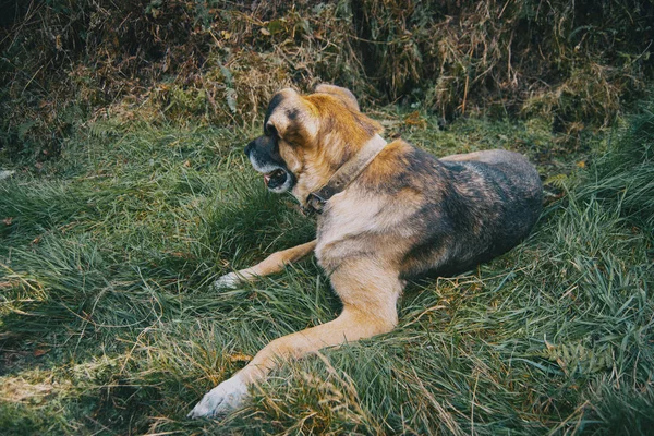 Mischlingshund Liegt Auf Grünem Gras — Stockfoto