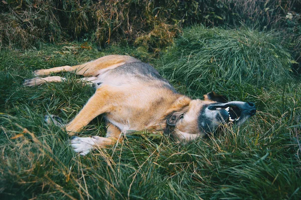 Mischlingshund Liegt Auf Grünem Gras — Stockfoto