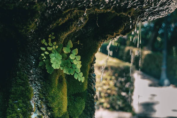 Hojas Adiantum Cuneatum Una Fuente Natural — Foto de Stock