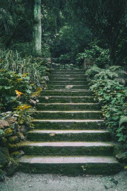 Merdivenler karanlık ormanın ortasında moss ile