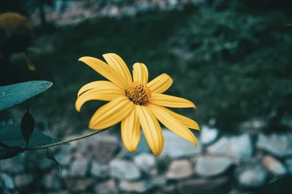 Макрос Изолированного Желтого Цветка Helianthus Tuberosus — стоковое фото