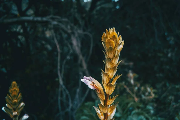 Acanthus Mollis Flor Naturaleza —  Fotos de Stock