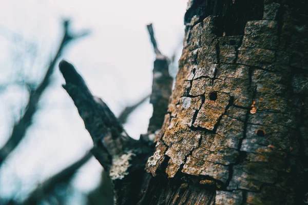 Detalle Corteza Árbol Naturaleza — Foto de Stock