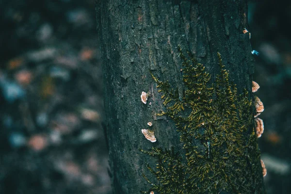 나무의 껍질에 — 스톡 사진