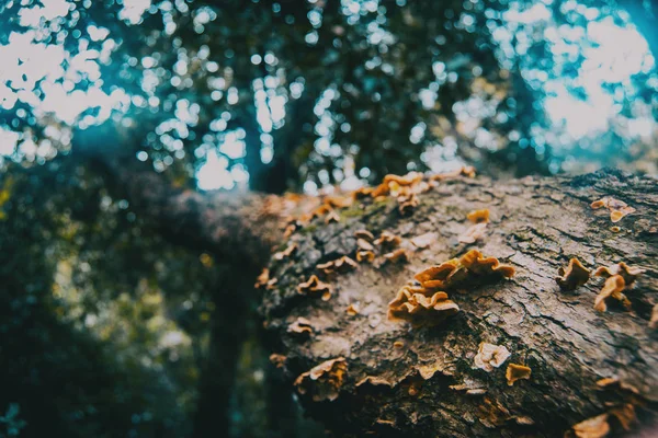 森林里树干树皮上的蘑菇 — 图库照片