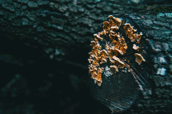 Cogumelos Casca Tronco Floresta — Fotografia de Stock