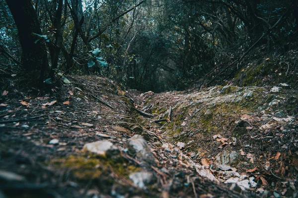 Camino Medio Del Bosque Visto Desde Abajo — Foto de Stock