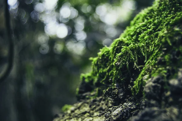 山顶上一座岩石上的绿色苔藓特写 背景不集中 — 图库照片